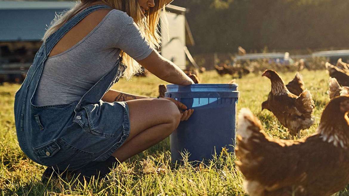 Tips for Keeping Chickens